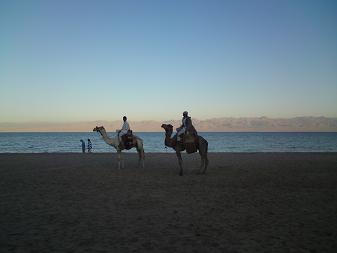 Red Sea Retreat Camel Rides