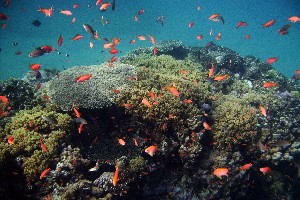 Red Sea Retreat Under Sea World