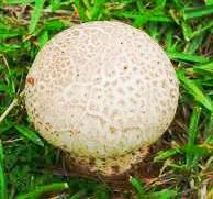 mushroom-puffball