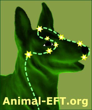 EFT Tapping Points On A Dog