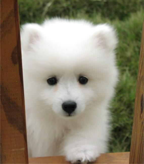 Animal Article Beauty T For Animals by Silvia Hartmann