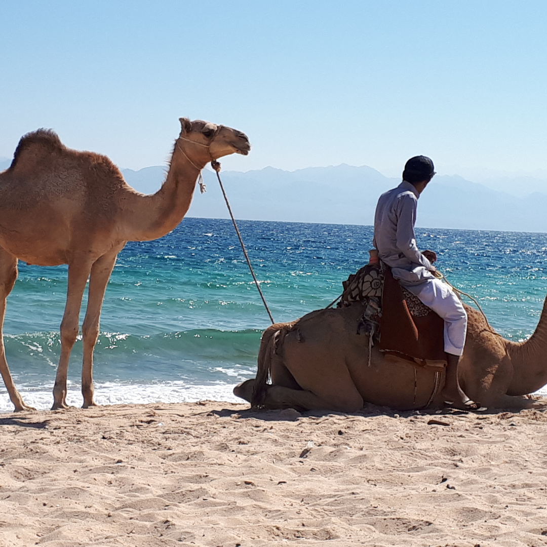 healing retreats egypt camel rides
