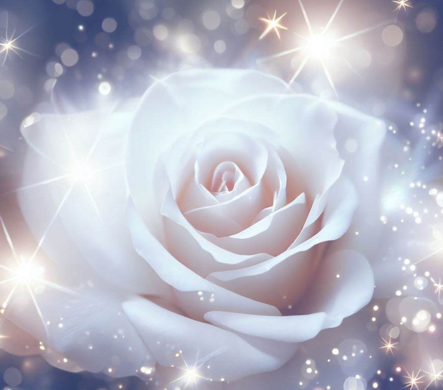 White Rose Sparkling Full Of StarLight